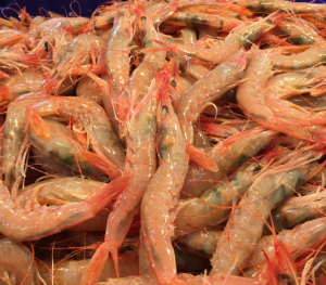 gambas1