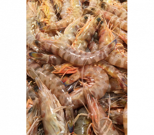 langostinos_arrastre1